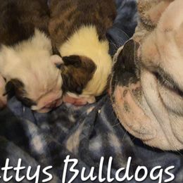 Boxers and Bulldogs from Pattys Boxers and Bulldogs