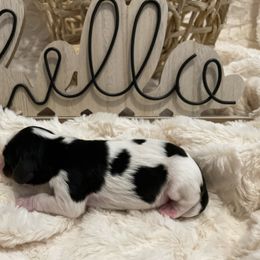 Cavalier King Charles Spaniel Puppies from Cassie’s Cavaliers