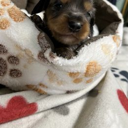 Boy 1 - Dapple male Dachshund puppy in Cumby, Texas from Dog Daze Ranch