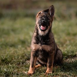 German Shepherd Puppies from Lucianhaus