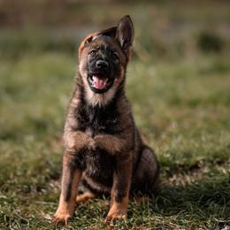 German Shepherd Puppies from Lucianhaus