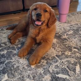 Millie - Dark golden female Golden Retriever puppy in Lebanon, Oregon from SnowPeakPaws