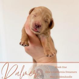 Palmer - Apricot female Goldendoodle puppy in California City, California from Summer Sun Doodles