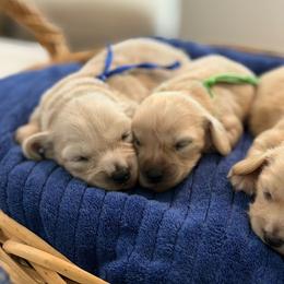 Graham Cracker - Cream male Dachshund puppy in Laurel, Maryland from Dainty Cream Doxies