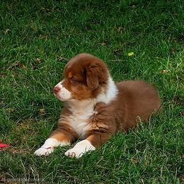 Tandy - Red tri-color female Australian Shepherd puppy in Spencerville, Ohio from Awesome Wigglin Aussies