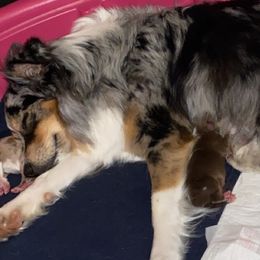 Miniature Australian Shepherd puppies from 4M Australian Shepherds