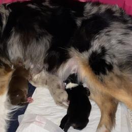Miniature Australian Shepherd puppies from 4M Australian Shepherds