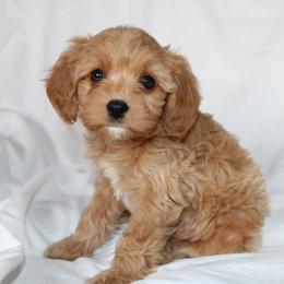 JANE - female Cavapoochon puppy in Fredericksburg, Ohio from Timshell Farm Specialty Crossbreed Puppies