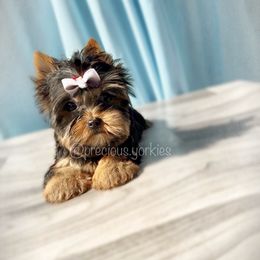 Male - Black and tan Yorkshire Terrier puppy in San Jose, California from Precious Yorkies