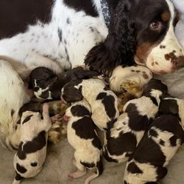 Goldendoodle and Springerdoodle Puppies from Springerdoodles Plus AZ