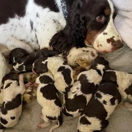 Goldendoodle and Springerdoodle Puppies from Springerdoodles Plus AZ
