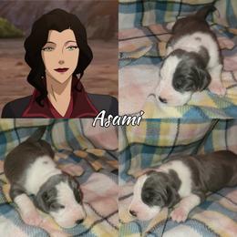 Asami - Mantle female Great Dane puppy in Pollock, Louisiana from Danes Done Right