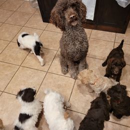Poodle Puppies from Jazzi Oodles