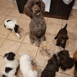Poodle Puppies from Jazzi Oodles
