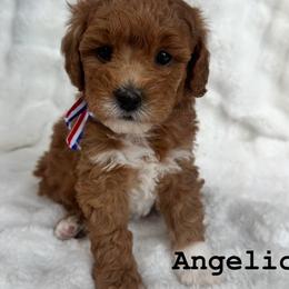 Goldendoodle Puppies from Lady's Liberty Litter