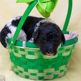 Scallywag - Parti Poodle puppy in Eugene, Oregon from Valaurah Farms