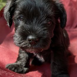 Buddy - Black and silver male Miniature Schnauzer puppy in Frankford, Delaware from Miniature Schnauzers of Delmarva