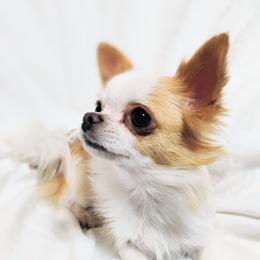 Zinnia - Chihuahua