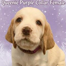 Purple Collar - Lemon and white female Basset Hound puppy in Callao, Virginia from Walk The Line Basset Hounds