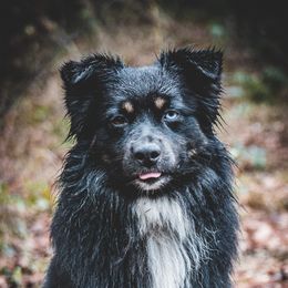 Manny - Miniature Australian Shepherd