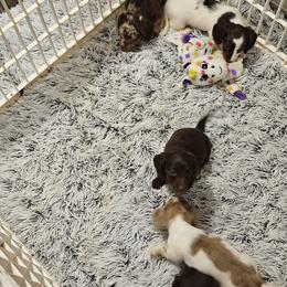 Dachshund Puppies from Wilson's Kennels