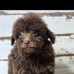 Koko - Phantom female Bernedoodle puppy in Austin, Texas from Austin Doodles & Poodles