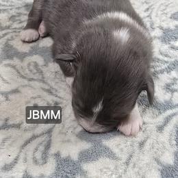 Boy 3 - Blue merle male Miniature Australian Shepherd puppy in Bend, Oregon from Badlands Toy and Mini Aussies