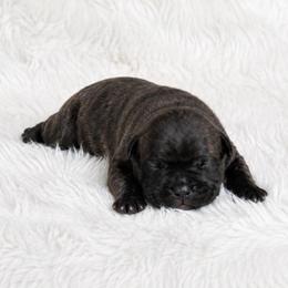 Kodak - Black brindle male Cane Corso puppy in Trenton, Texas from Trained To Go Corso Kennels (T.T.G. Corso Kennels)