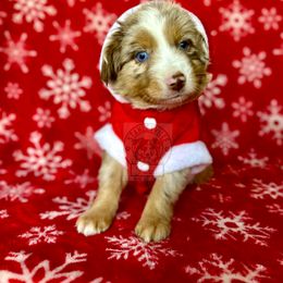 Reba rmm #2 - Miniature Australian Shepherd puppy in Buchanan, Georgia from Stanleyville Farm Mini Aussies