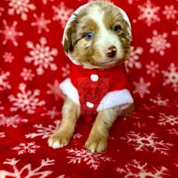 Reba rmm #2 - Miniature Australian Shepherd puppy in Buchanan, Georgia from Stanleyville Farm Mini Aussies