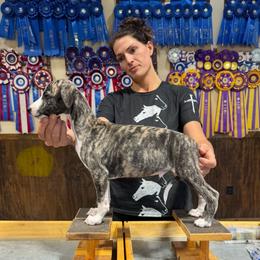 Boy - Black brindle male Whippet puppy in Chatfield, Minnesota from Devlynn Whippets