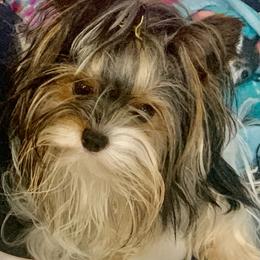 Carly May - Biewer Terrier