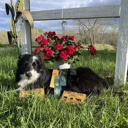 Mags - Border Collie