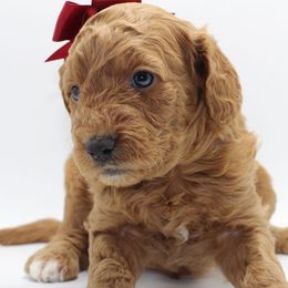 Goldendoodles from Glowdendoodles