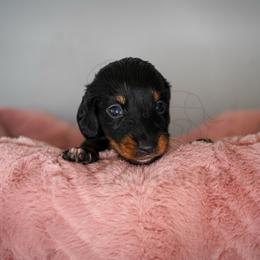 Pearl - Black and tan female Dachshund puppy in Temecula, California from Naomi Magee's Dachshund Kennel
