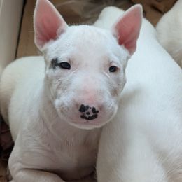 Bull Terrier puppies from Luxury Bulls