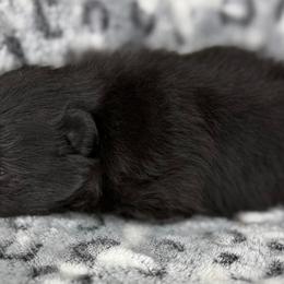 URSULA - Black female Pomeranian puppy in Willis, Texas from Treasured Jewels Pomeranians