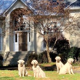 Labrador Retrievers from Karen Powell