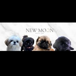 Tiny Beautiful Dior - Liver female Shih Tzu puppy in Galveston, Texas from 🌗 New Moon Shih Tzu 🌗