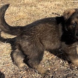 German Shepherd Puppies from Czech Working Lines