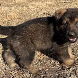 German Shepherd Puppies from Czech Working Lines