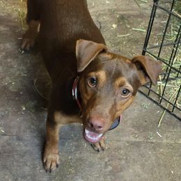 Flip - American Hunt Terrier