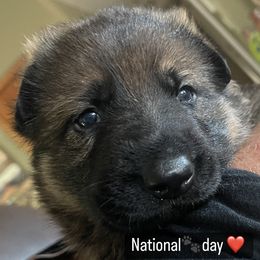 German Shepherd Puppies from Platzhirsch German Shepards