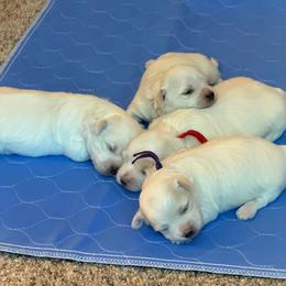 Girl 1 Pink - White female Coton de Tulear puppy in Ludington, Michigan from Cotten's Sunset Kennels