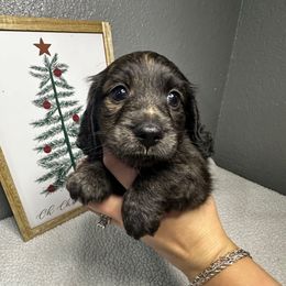 Tubby Teddy - Brindle male Dachshund puppy in Tahlequah, Oklahoma from Quick Little Dachshunds