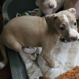 Kimmy irish boy - Blue fawn male Italian Greyhound puppy in Phillips, Maine from Maplewood Italian Greyhounds