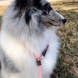 Shetland Sheepdogs from Country Lane Shelties