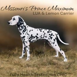 Max - Dalmatian