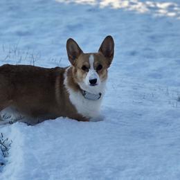 Bulldogs and Pembroke Welsh Corgis from Salted Rim Corgis