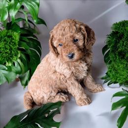 Bingo - Red female Cockapoo puppy in Sparta, Missouri from Sis' Doodles & Poodles